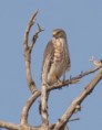 /album/photogallery/shikra-on-watch-at-tendaba-camp-jpg/